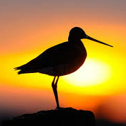 the-godwit-bird